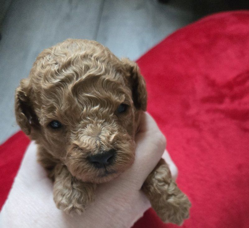 Wunderschöner Zwergpudel zu verkaufen