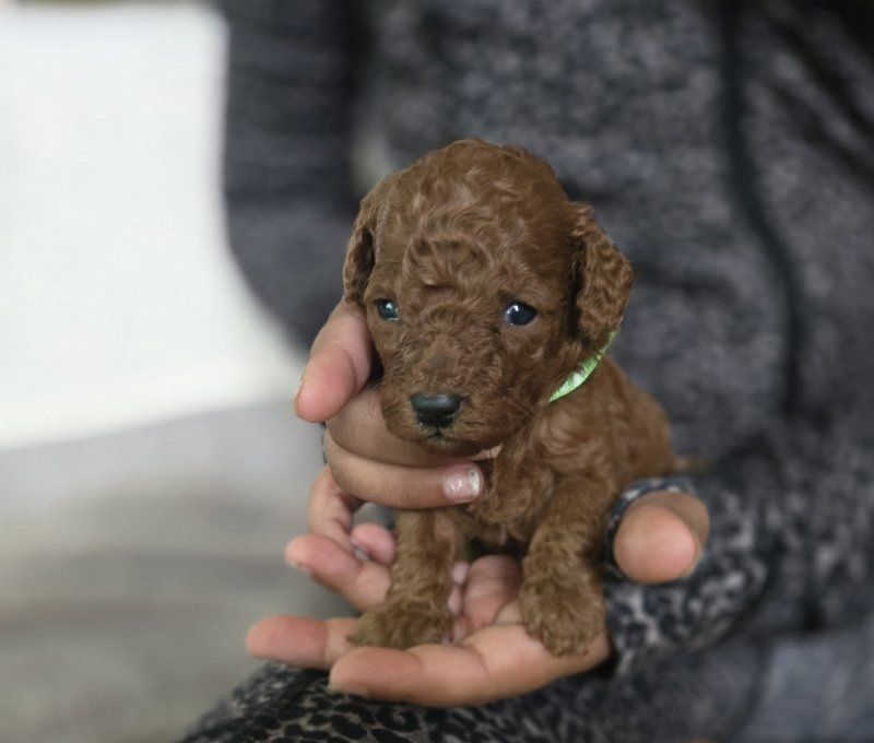 Wunderschöner Zwergpudel zu verkaufen