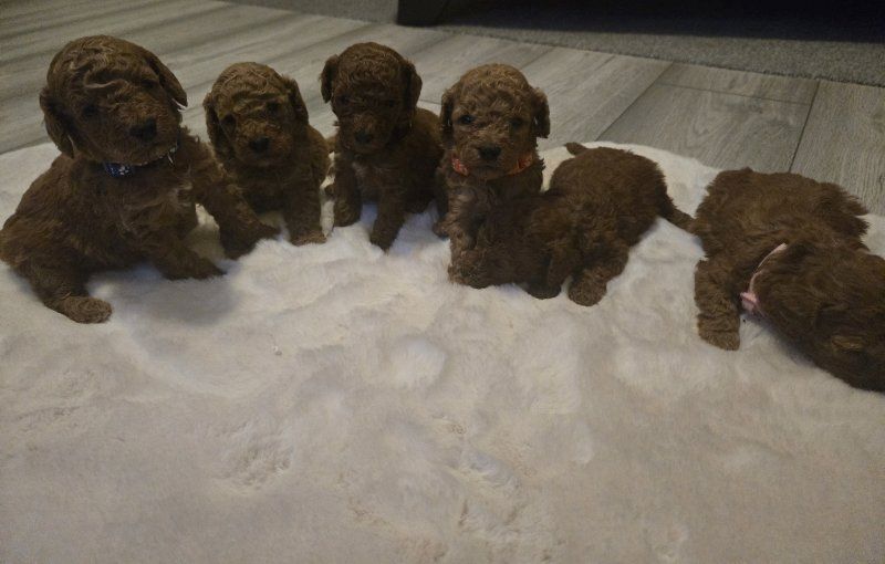 Wunderschöner Zwergpudel zu verkaufen