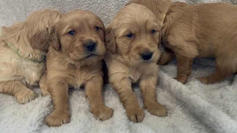 Golden Retriever Welpen mit KC-Registrierung zu verkaufen