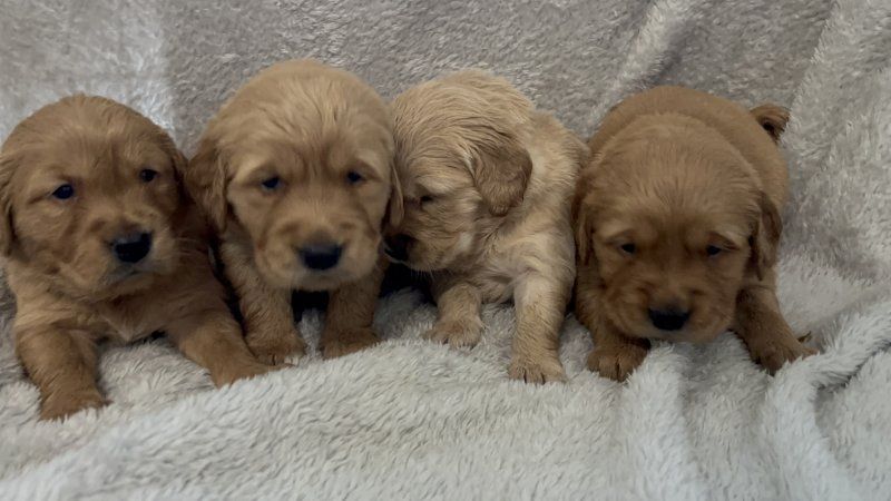 Golden Retriever Welpen mit KC-Registrierung zu verkaufen