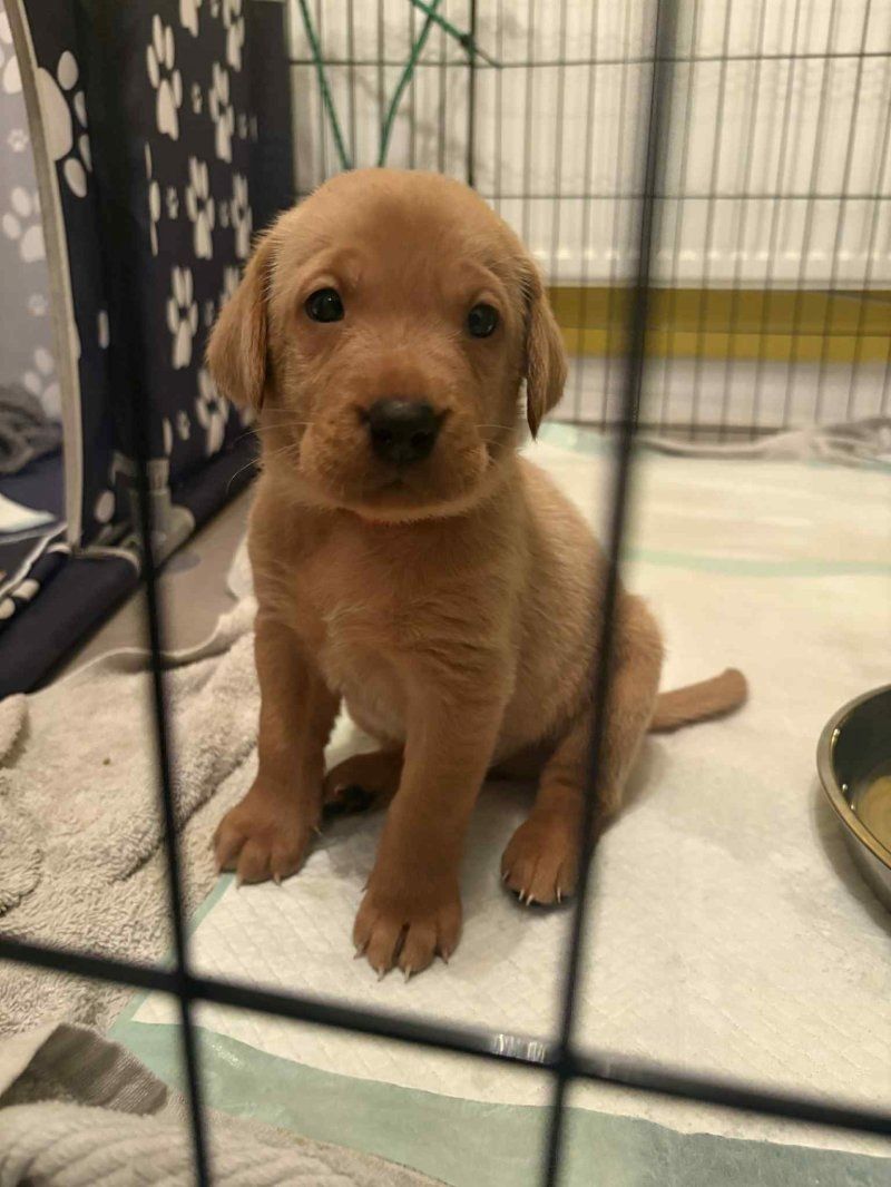 Golden-Labrador-Welpen mit KC-Papieren zu verkaufen