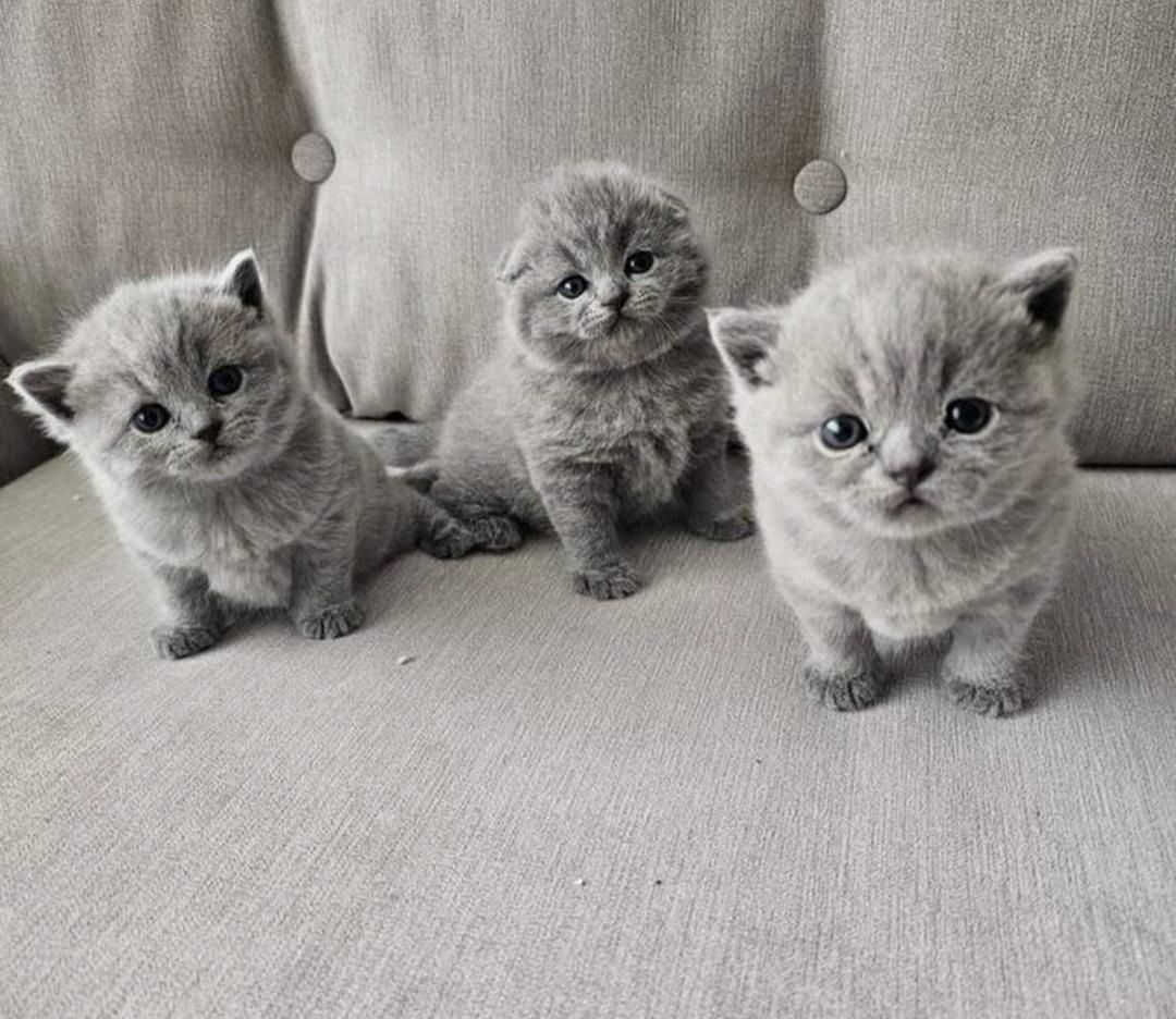 Britisch Kurzhaar-Kätzchen zu verkaufen