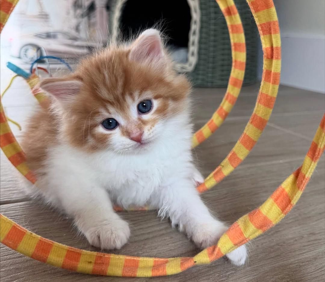 Reinrassige Britisch Kurzhaar-Kätzchen suchen ein liebevolles Zuhause.