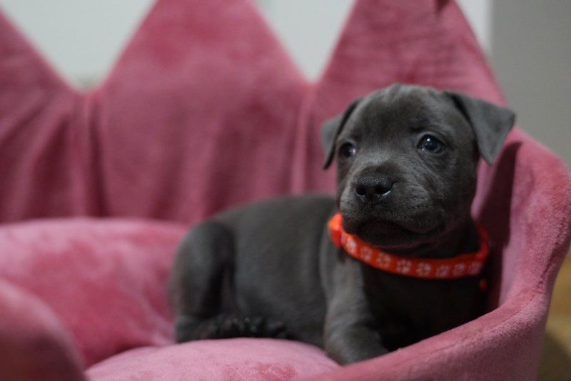 Staffordshire Bullterrier Welpen abzugeben