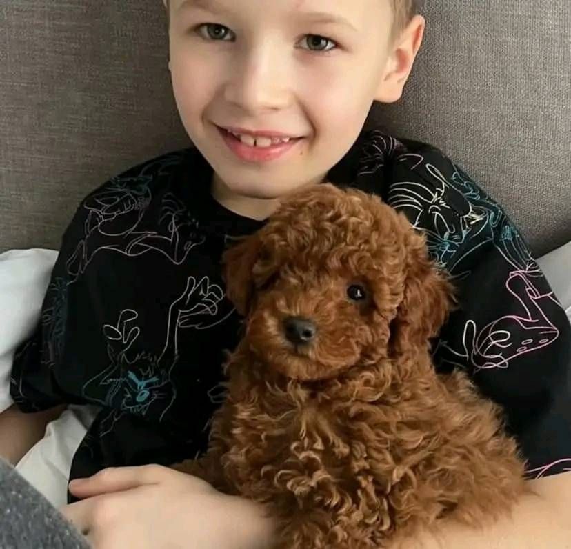 Schöne Zwergpudelwelpen für ein neues Zuhause