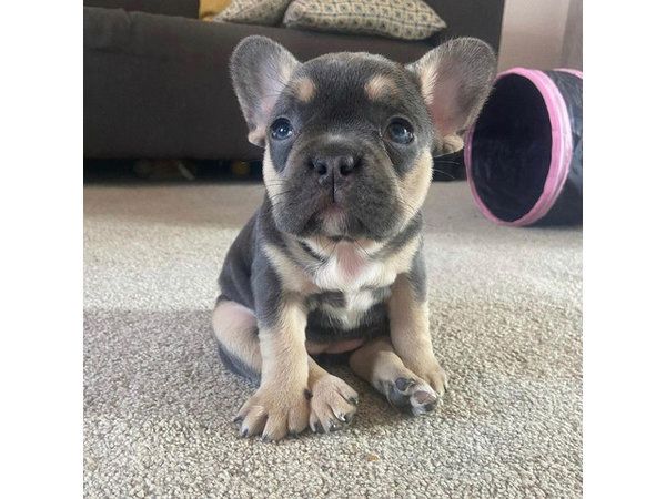 Französische Bulldogge Welpen