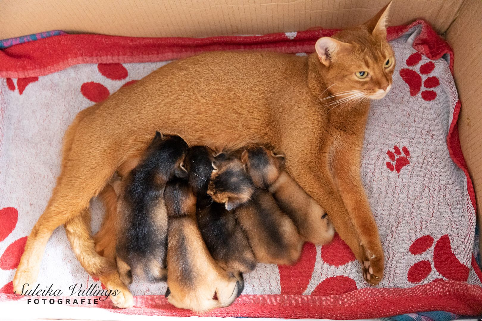 Abyssinian Kätzchen