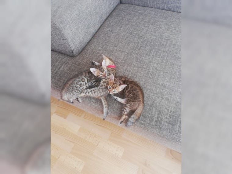 Bengal Kitten sucht neues zu Hause