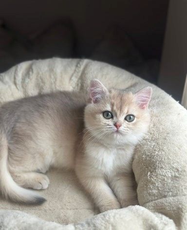 Blau-Goldenes Aktives Mädchen