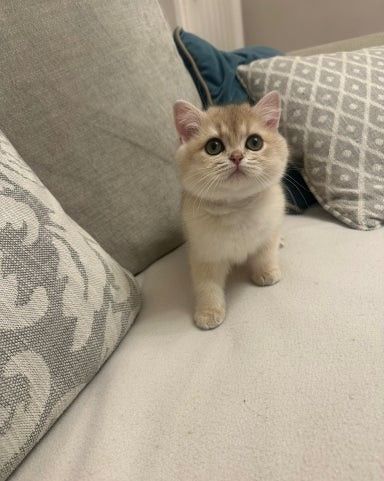 Blau-Goldenes Aktives Mädchen