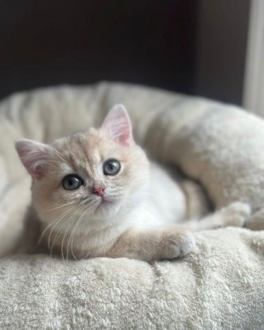 Blau-Goldenes Aktives Mädchen