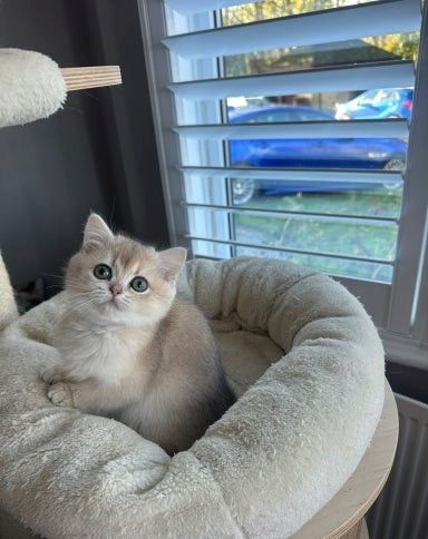 Blau-Goldenes Aktives Mädchen