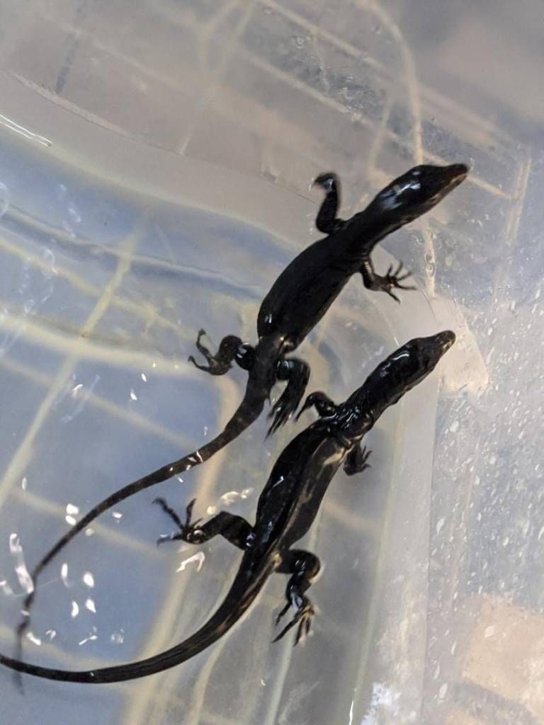 Schwarzdrachen-Wasserwaran (Varanus Salvator) 