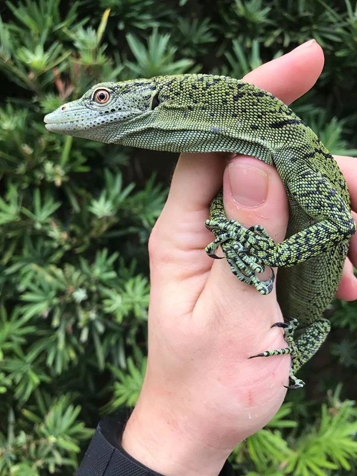 Biak-Baumwaran – Varanus Kordensis