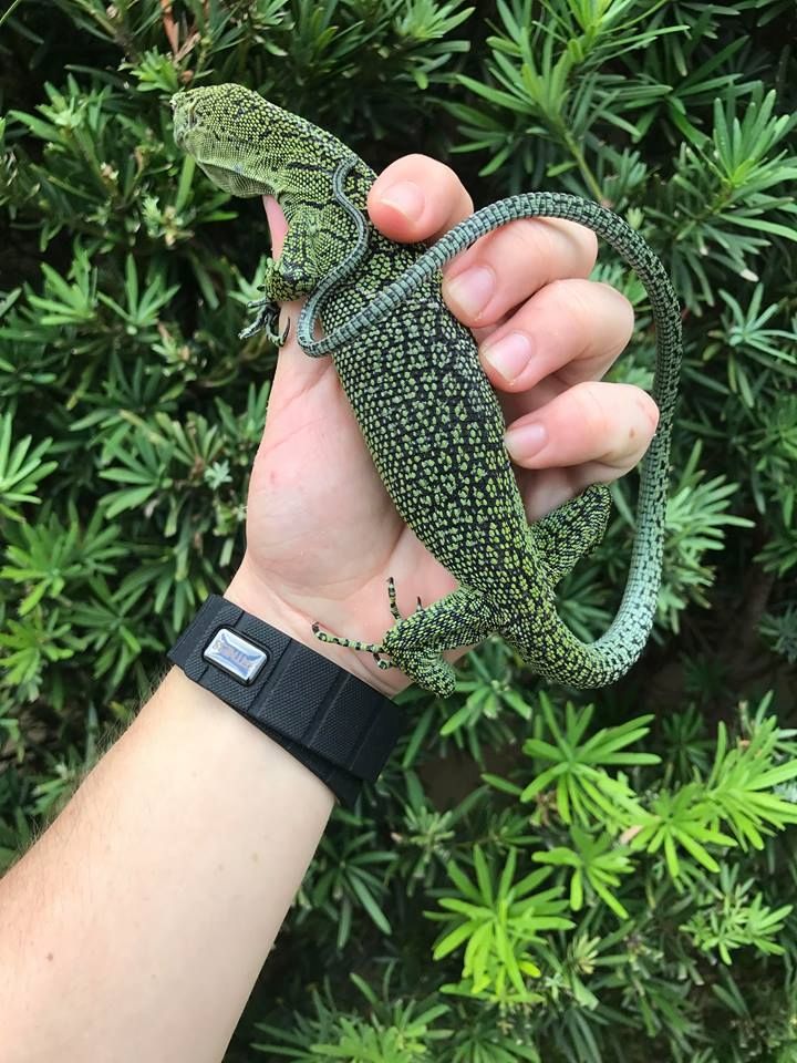 Biak-Baumwaran – Varanus Kordensis