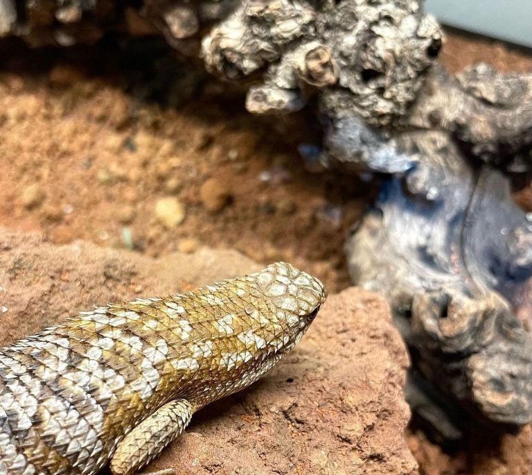 Zwergspintskink – Egernia Depressa