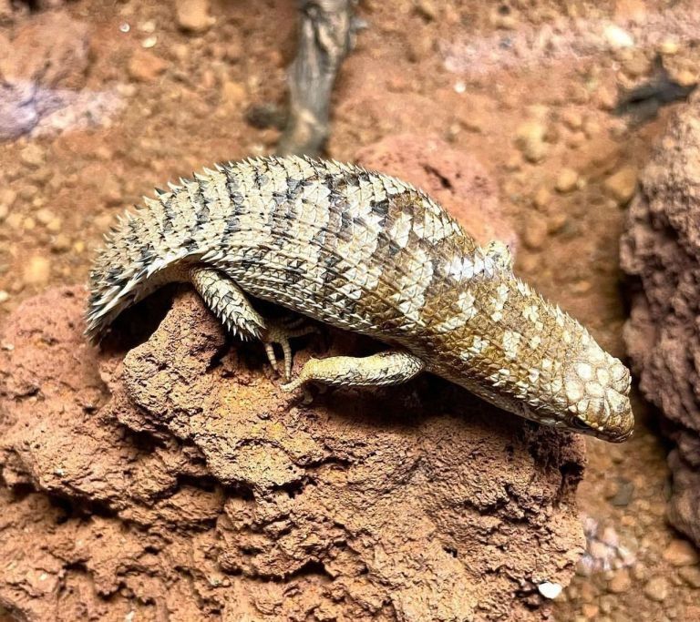 Zwergspintskink – Egernia Depressa