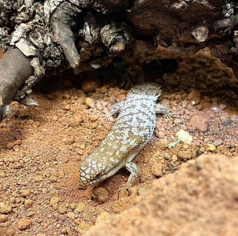 Zwergspintskink – Egernia Depressa