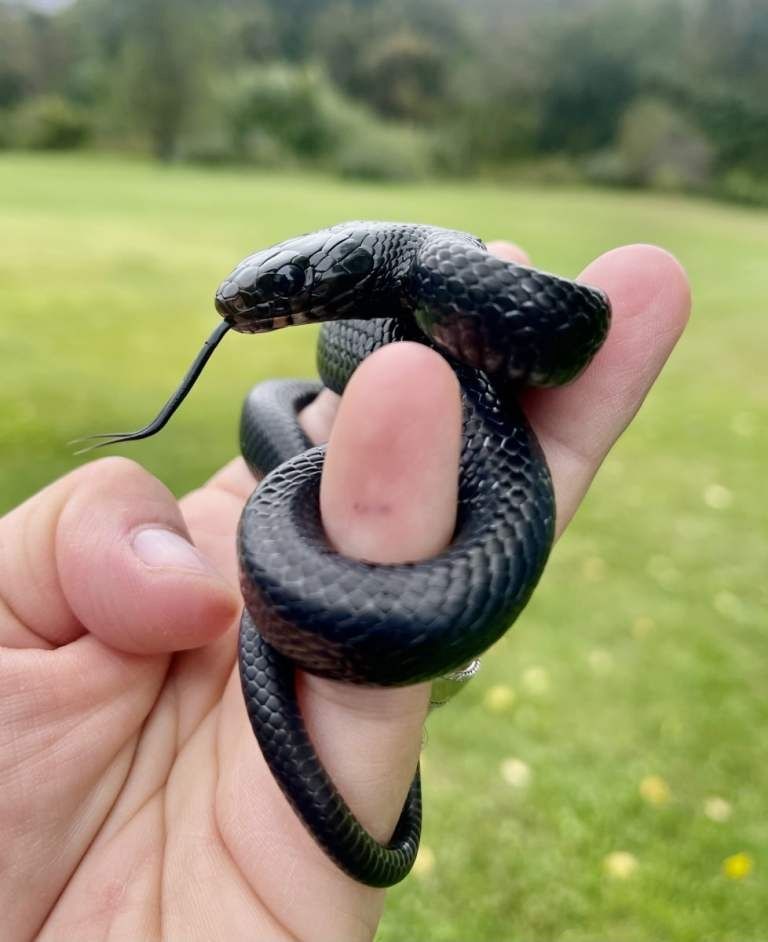 Östliche Indigonatter (Drymarchon couperi) Verfügbar