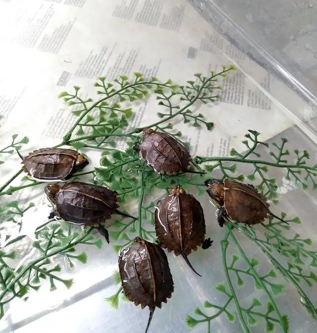 Baby-Kielschildkröten