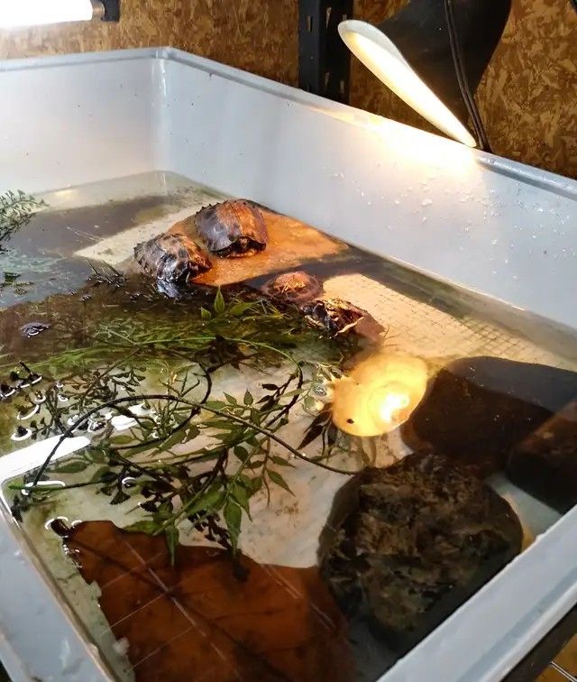 Baby-Kielschildkröten