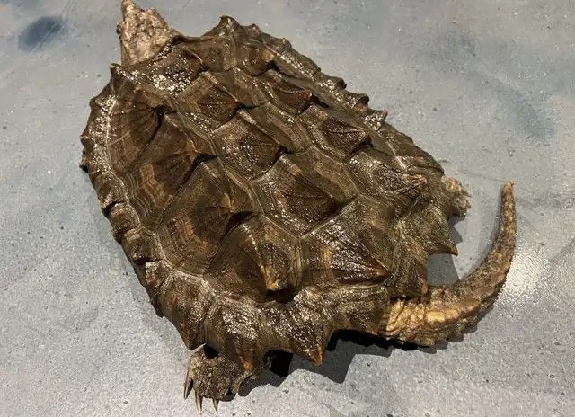 Alligatorschildkröte (Macrochelys temminckii)