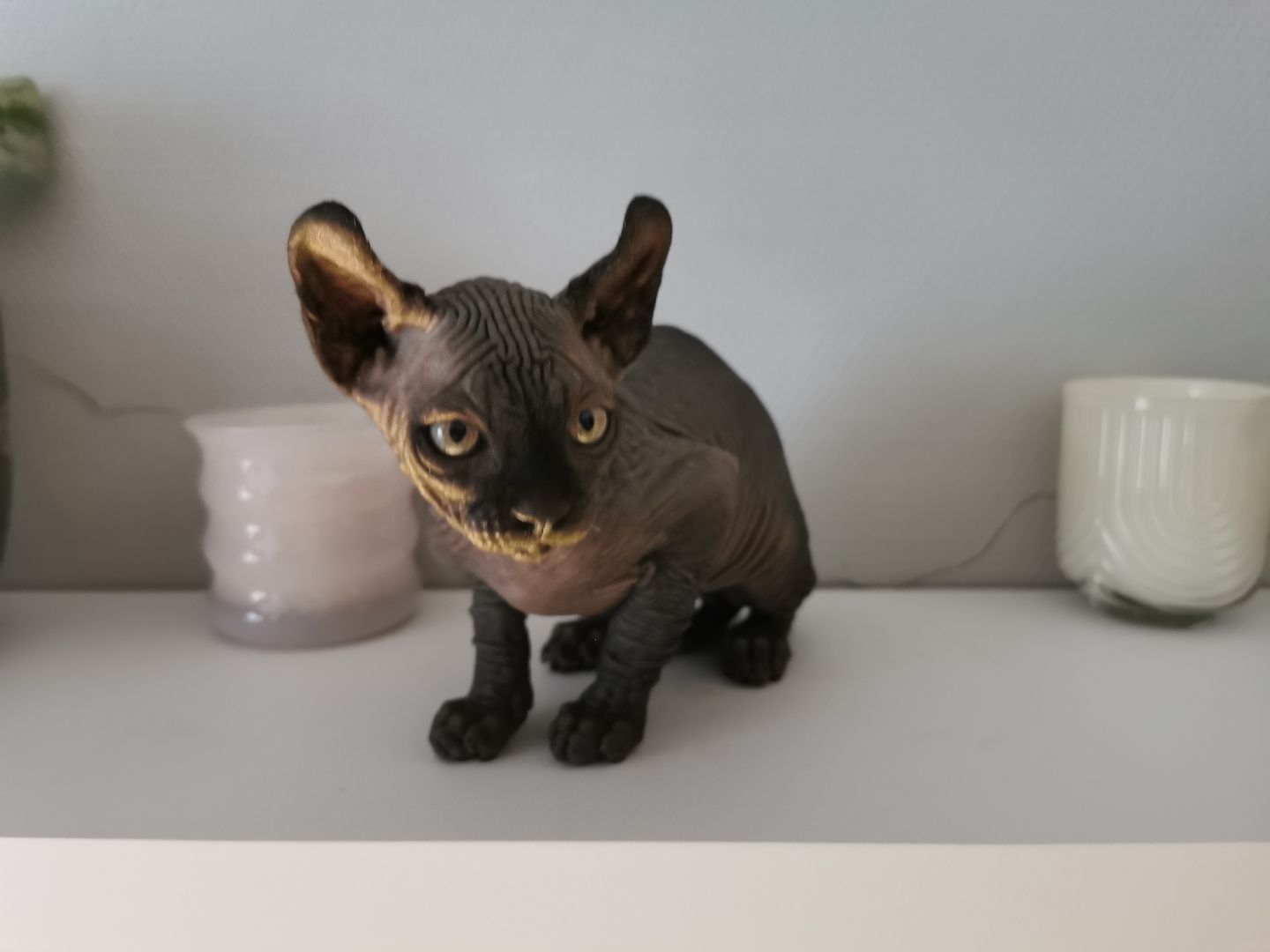 Sphynx Kätzchen