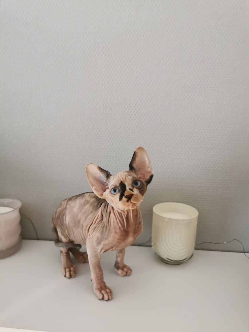 Sphynx Kätzchen
