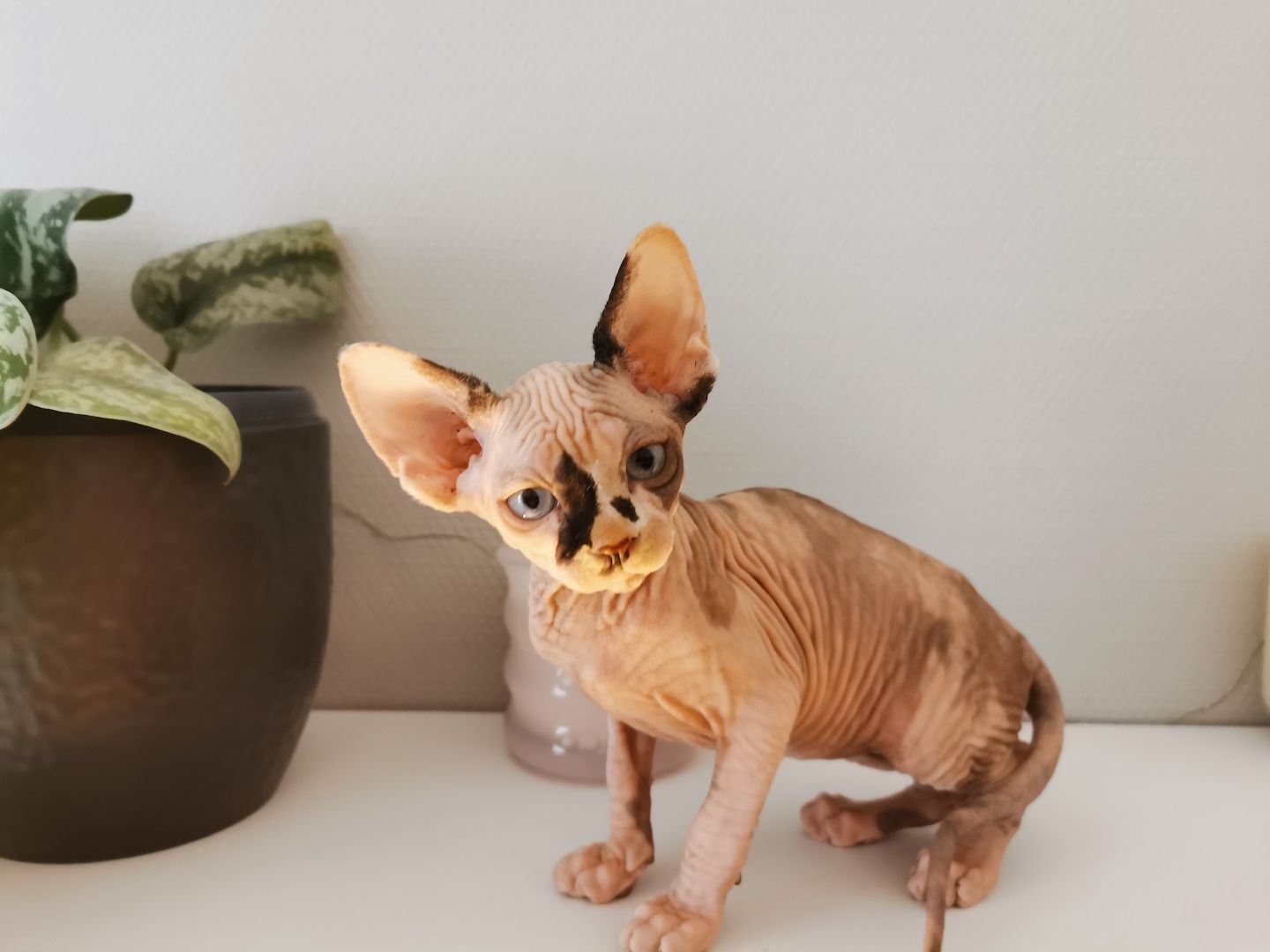 Sphynx Kätzchen