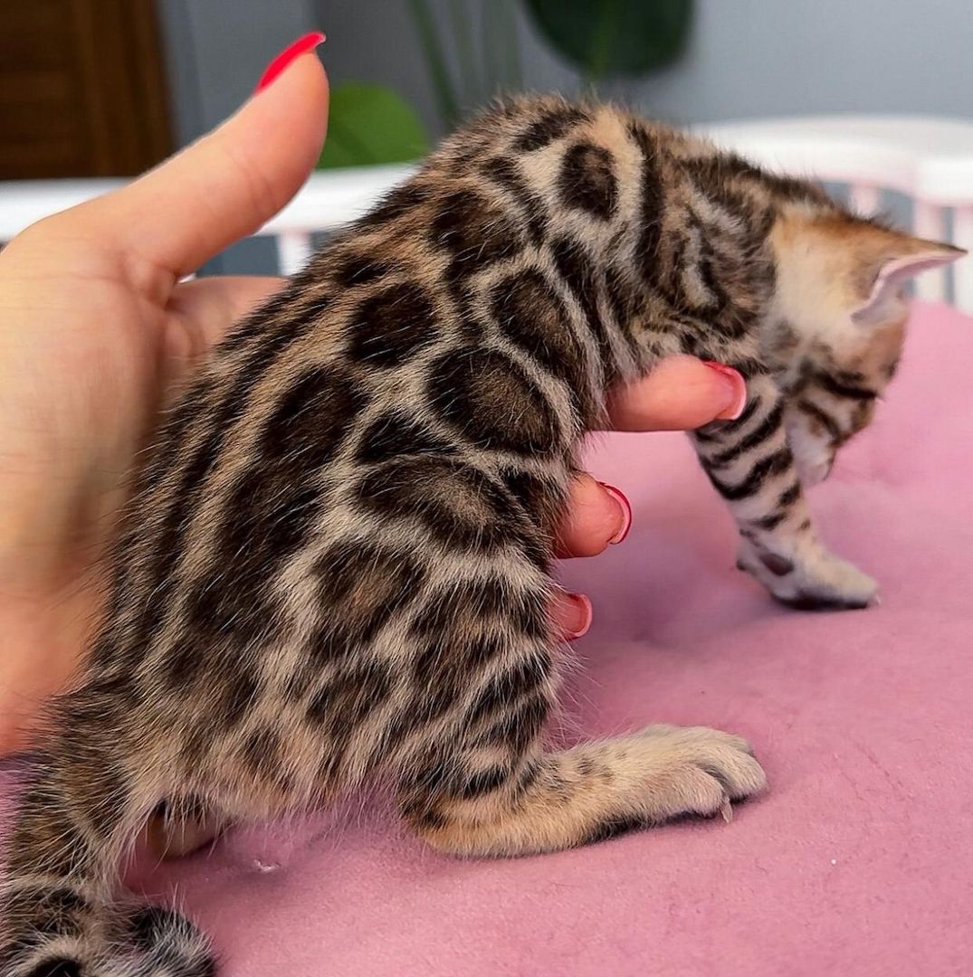 Zwei Bengalkätzchen abzugeben