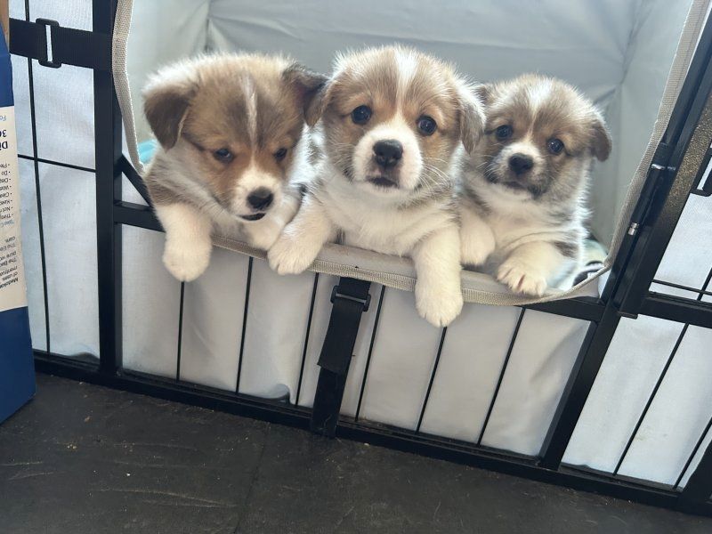Welsh Corgi Pembroke Welpen zu verkaufen