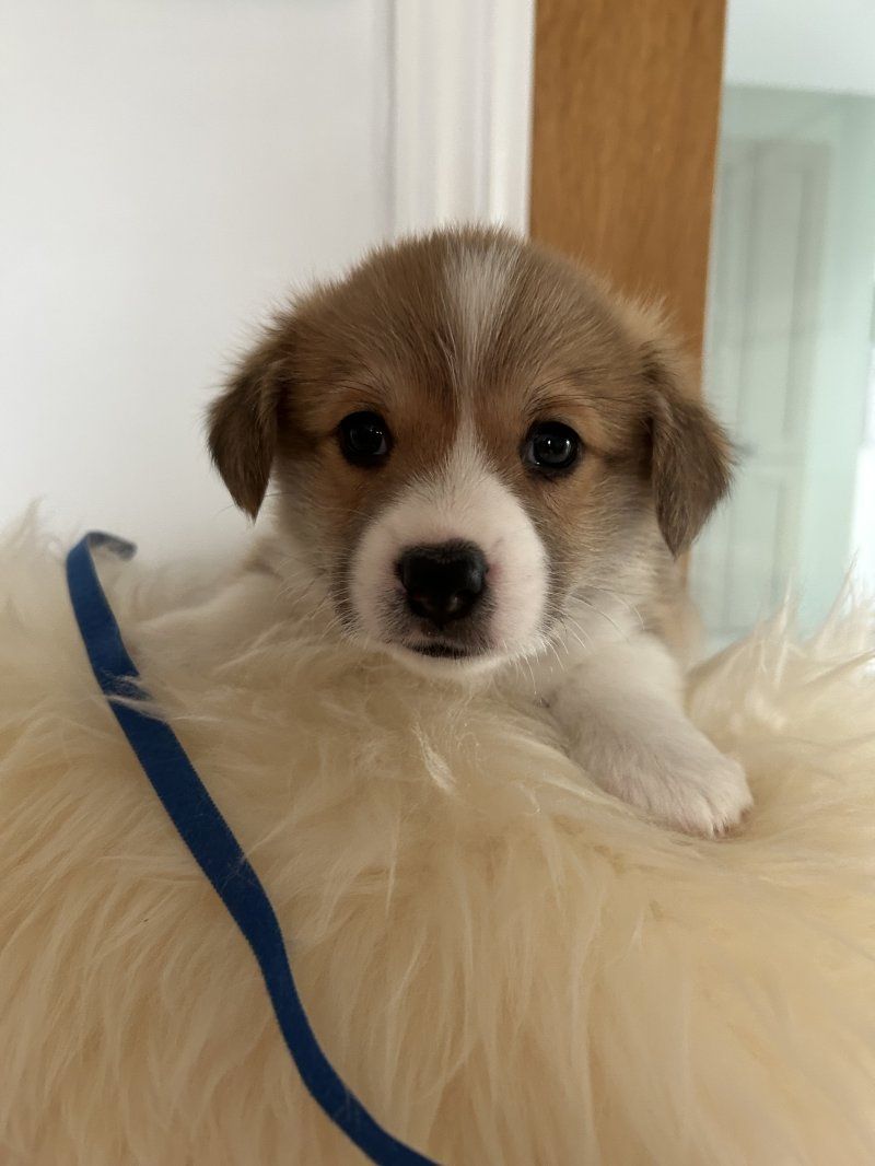 Welsh Corgi Pembroke Welpen zu verkaufen