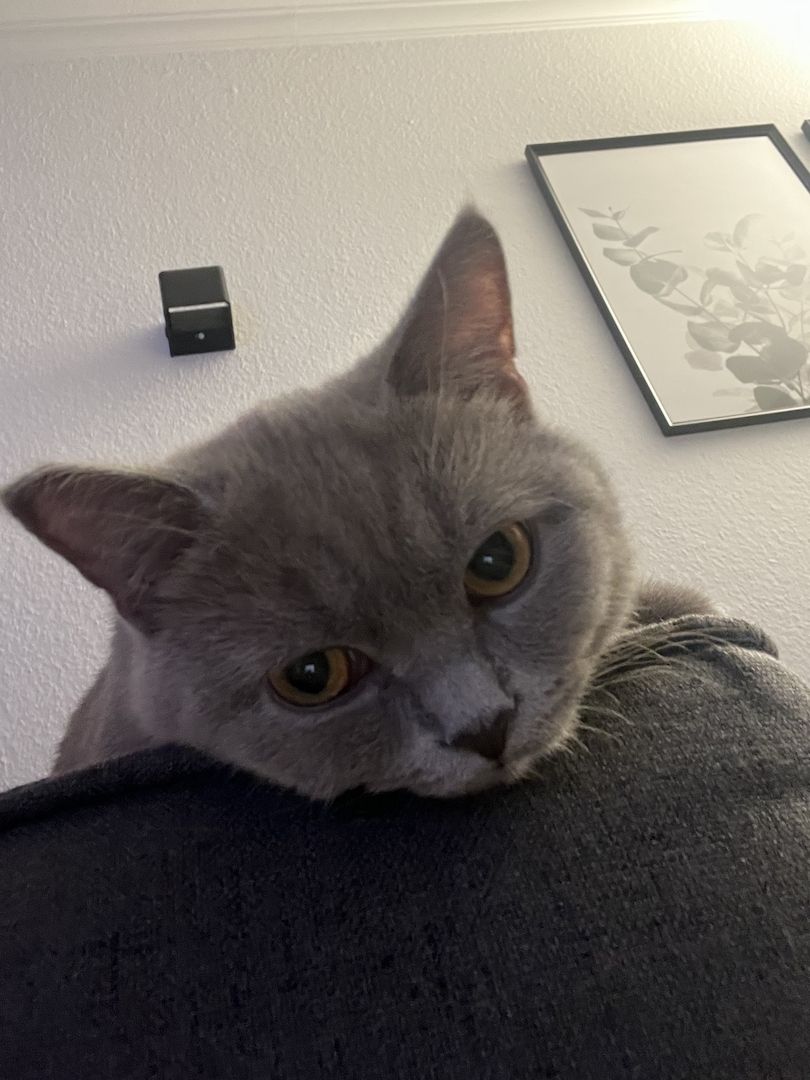 Herzenslieber Britisch-Kurzhaar-Kater sucht neues Zuhause