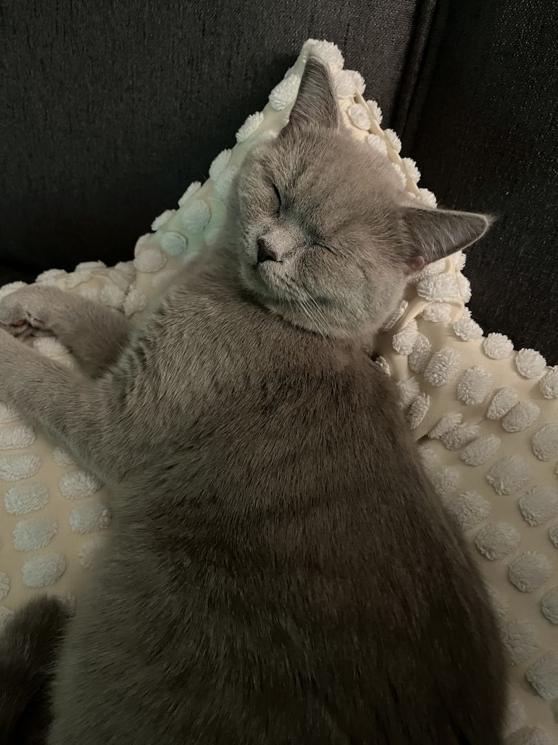 Herzenslieber Britisch-Kurzhaar-Kater sucht neues Zuhause