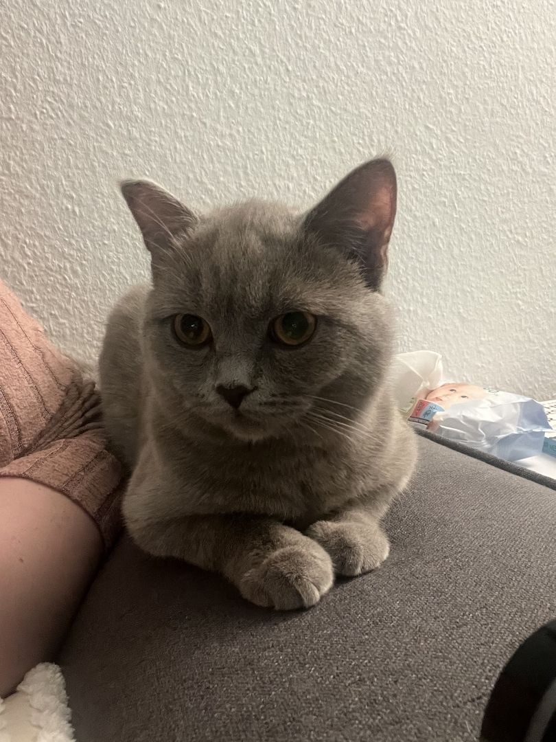 Herzenslieber Britisch-Kurzhaar-Kater sucht neues Zuhause