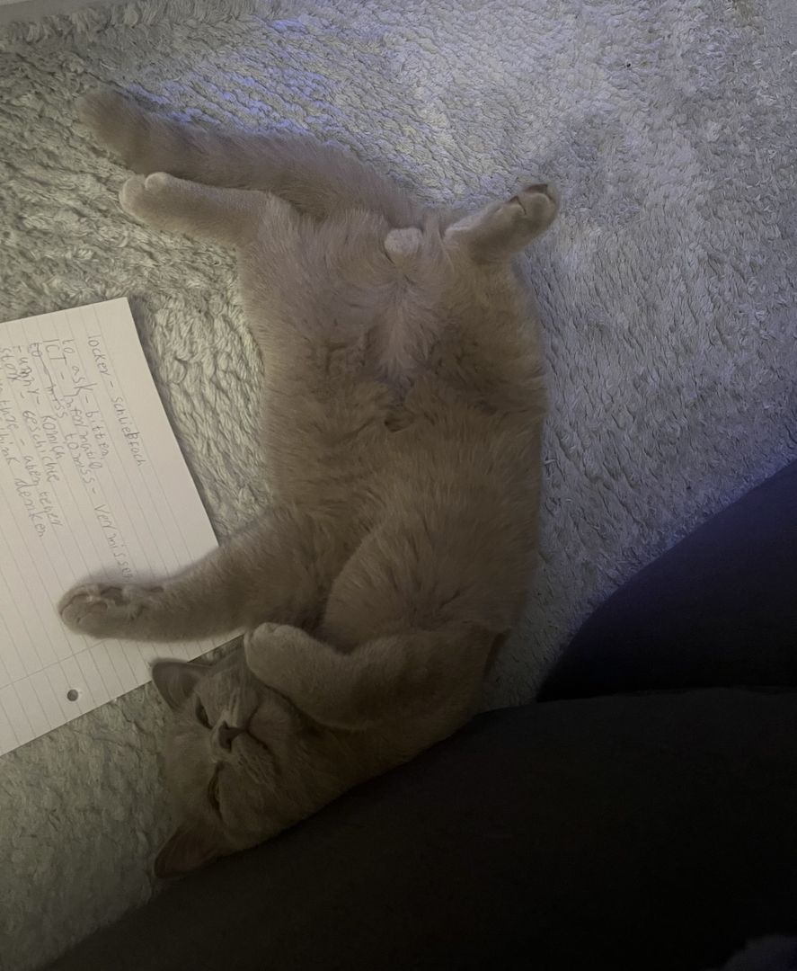 Herzenslieber Britisch-Kurzhaar-Kater sucht neues Zuhause