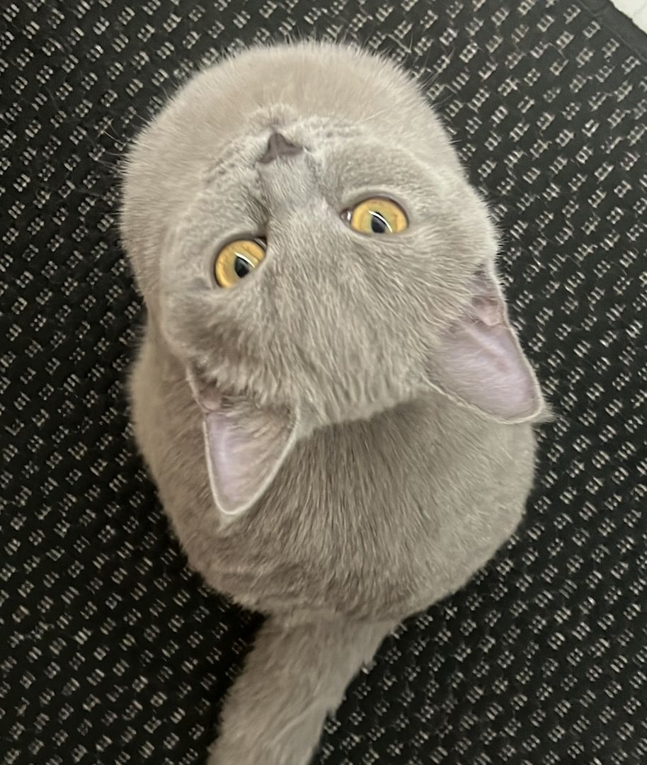 Herzenslieber Britisch-Kurzhaar-Kater sucht neues Zuhause