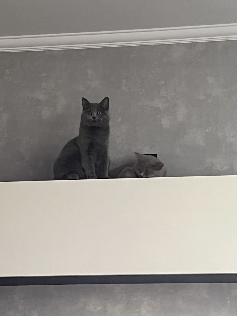 Liebevolle Kitten suchen ein neues Zuhause