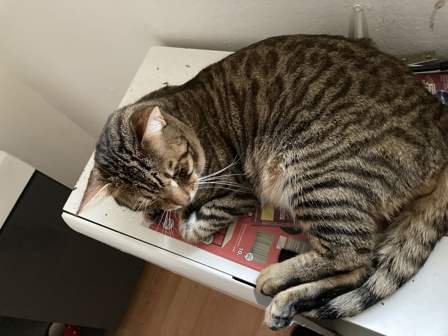 Stattlicher Bengal - Kater  Garfield