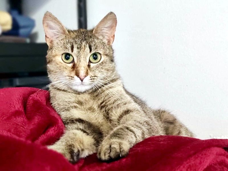 MINA - temperamentvolle Kuschelqueen