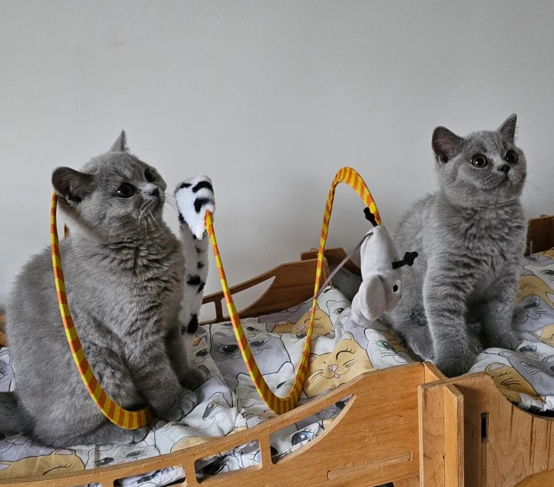 Wunderschöne Britisch Kurzhaar-Kätzchen