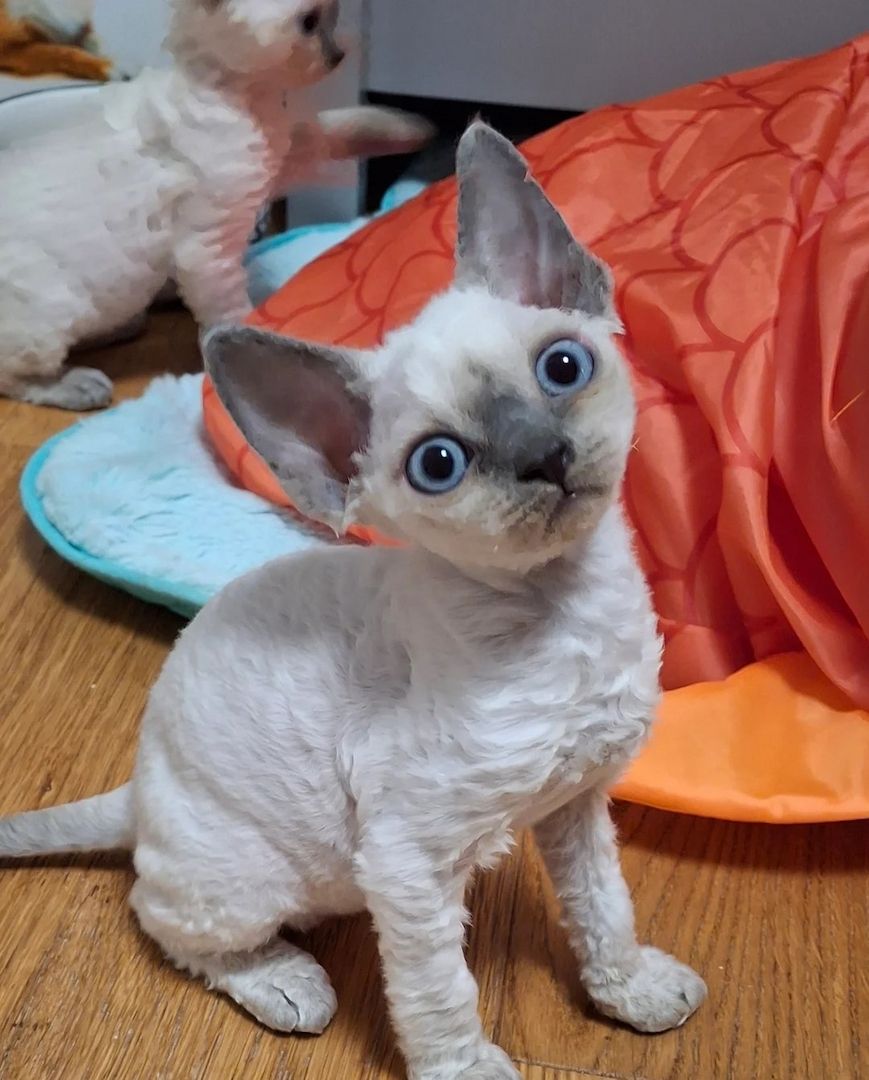 Wunderschöne Devon Rex-Kätzchen