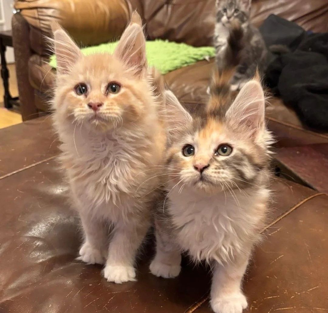 Maine-Coon-Kätzchen zu verkaufen