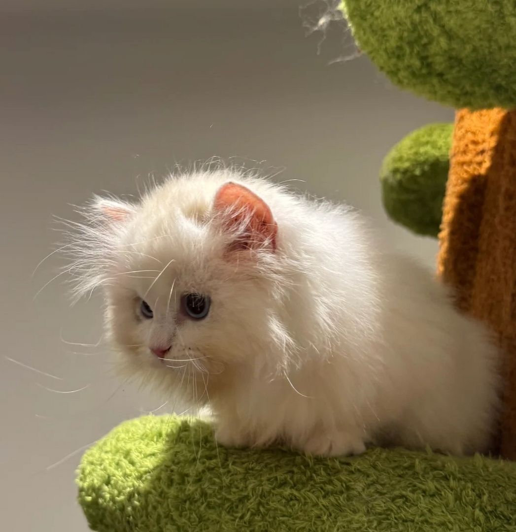 Munchkin-Kätzchen