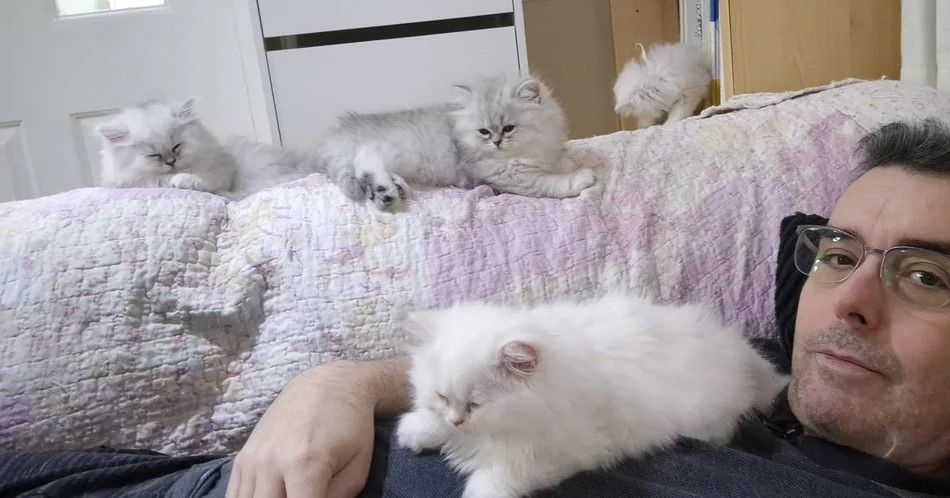 Persische Chinchilla-Kätzchen