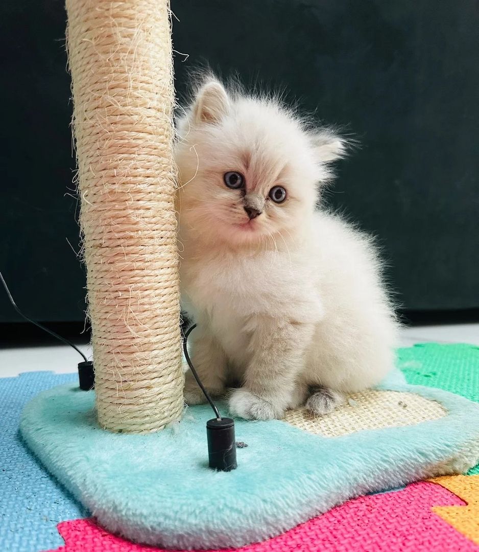 Wunderschönes Ragdoll-Kätzchen