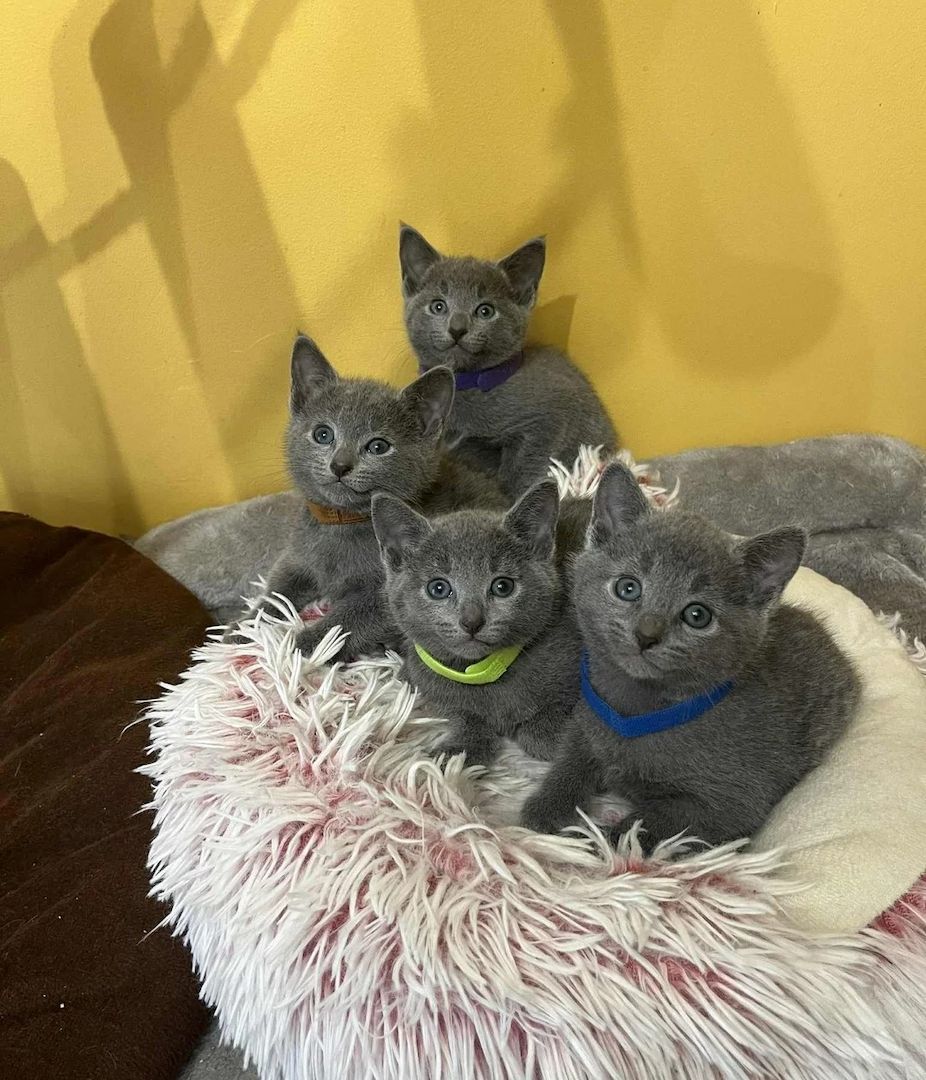 Reinrassige Russisch Blau Kätzchen