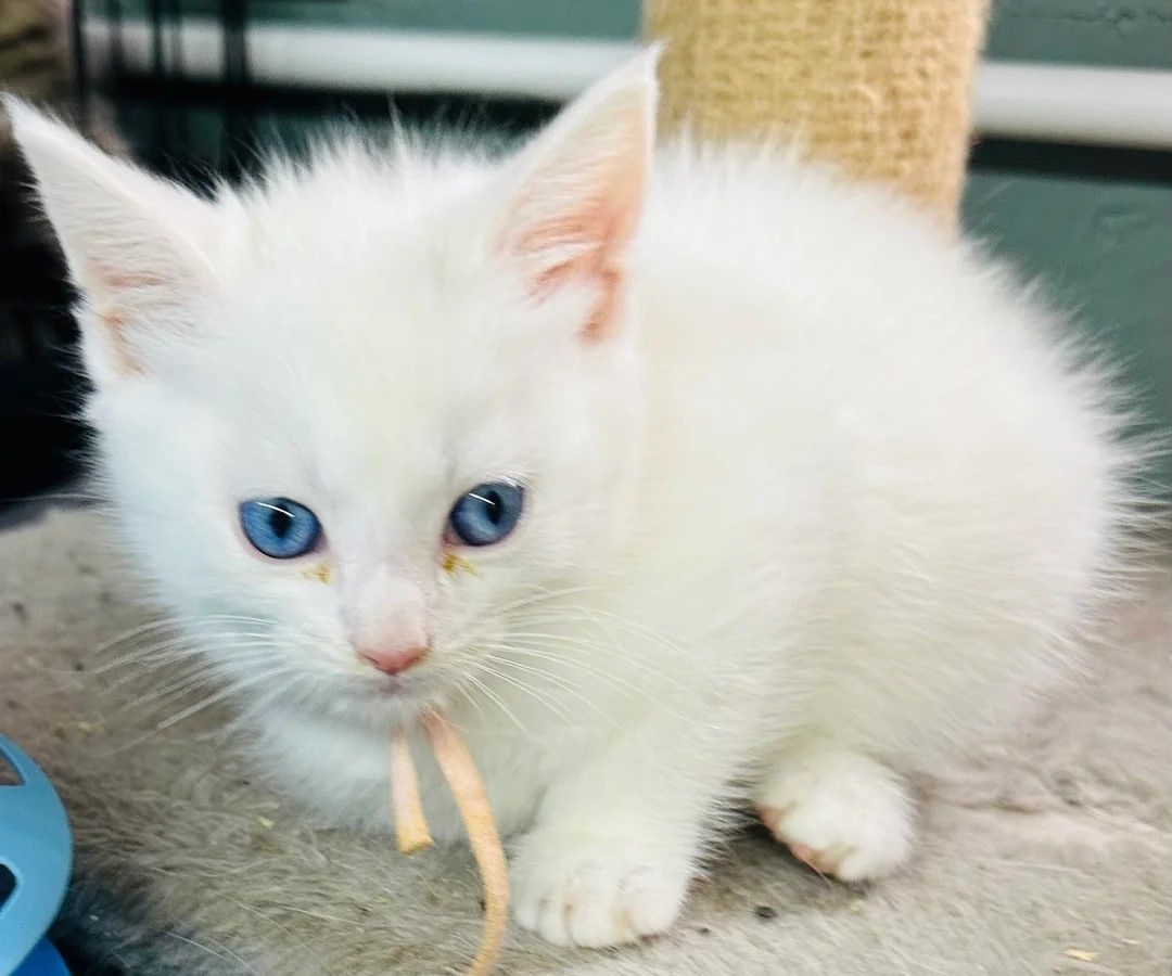 Zwei Türkisch Angorakatzen