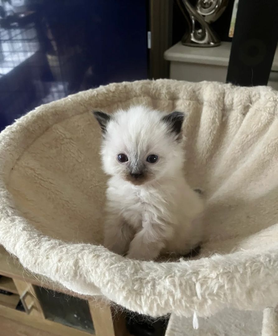 5 sibirischen Kätzchen